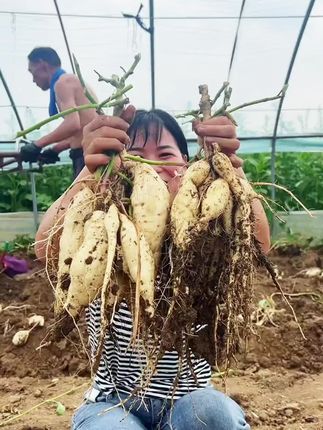 番薯界的贵族#牛奶人参薯 雪白雪白的,果肉细腻无丝,粉面香甜,还有一股淡淡的板栗味,九十月份正是它的黄金口感期,都来一单试试吧!#红薯 #软糯香甜 #强烈推荐 #农产品