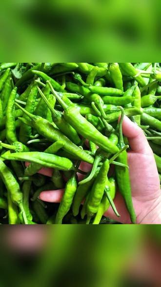 樟树港辣椒种子春播高产早熟辣椒种子香辣四季辣椒籽蔬菜种子 #樟树港辣椒 #春播辣椒 #香辣辣椒 #早熟辣椒 #蔬菜种子