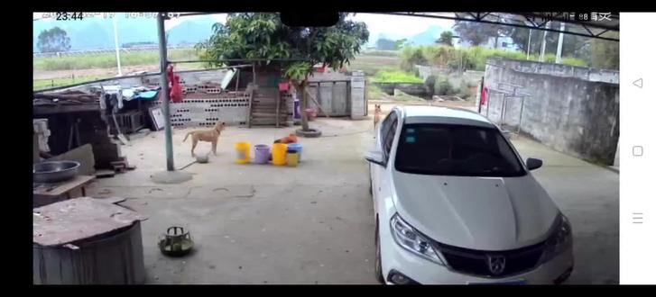 隔壁家狗子脱链上来直接就干,还好有人在家,不然后果就严重#中华田园犬 #广西土猎犬