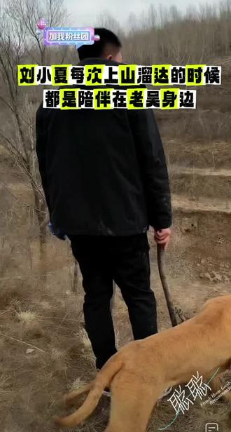 刘小夏每次上山溜达都是陪伴在老吴身边#西北刀客刘小夏