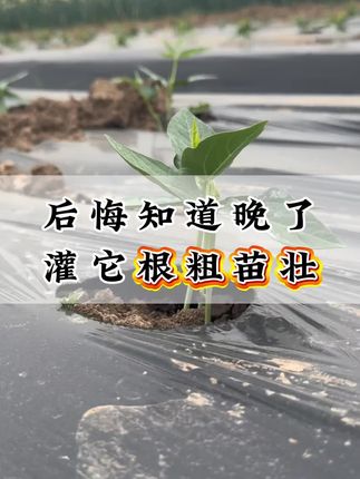 豆子叶绿叶厚不红根的方法 #豆角种植 #豆角高产技术