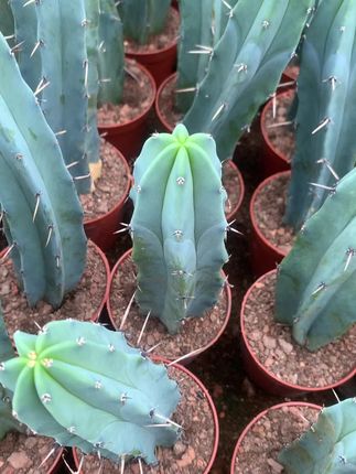 #多肉植物 #仙人掌 #强烈推荐 #爱生活爱养花 #盆栽