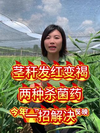 生姜茎秆发红变褐,病变黄化,使用这两种杀菌药,一招解决!搭配养护叶面绿如蓝,姜苗健康病害少!#大姜病害防治 #生姜病害防治  #绿如蓝叶面肥 #绿如蓝 #阳帆农业绿如蓝