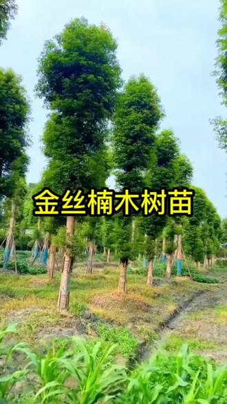 原土带杯金丝楠木树苗正宗小叶桢楠大树名贵北方树苗庭院四季常青#金丝楠木树苗