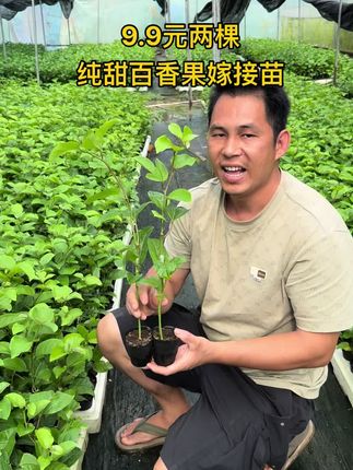 纯甜四季黄金百香果苗,果肉饱满多汁水纯甜四季品种,是楼顶庭院盆栽地栽