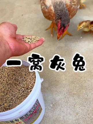 #上热门话题90000亿流量第 #上热门90000亿流量话题 斗鸡#斗鸡文化 #斗鸡爱好者