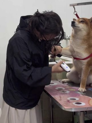 一会删,毕竟我要时刻保持我的淑女形象#我和我的狗 #萌宠柴犬 #抖音宠物 #狗子日常