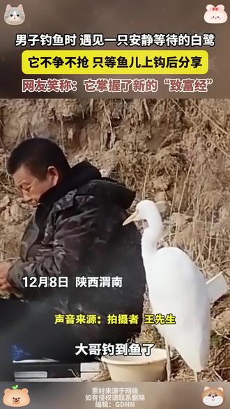 #男子钓鱼时 遇见一只安静等待的白鹭
它不争不抢 只等鱼儿上钩后分享
网友笑称:它掌握了新的“致富经”