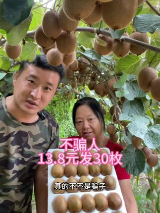 自己家的徐香猕猴桃熟啦,13.8元发30枚包邮#如果丰收农作物会说话 #抖音美好丰收节 #猕猴桃 #星乡村星农人 #我要上热门