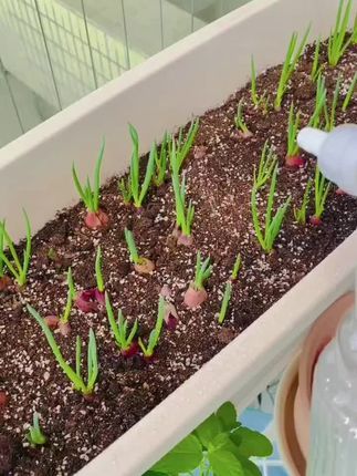 又到种葱的时节了~红葱头四季小香葱 #阳台种植 #种植的乐趣 #我的菜园子