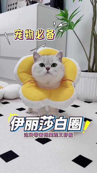 伊丽莎白圈绝育项圈太阳花猫脖圈猫咪狗狗防咬防舔头套小猫围脖子 #猫咪 #脖圈 #防咬防 #花猫 #绝育