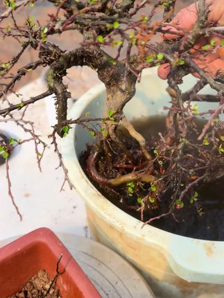 猛生根原液含有复生因子,能够激活植物根系细胞使植物快速萌发性#盆景#猛生根原液#盆景养护