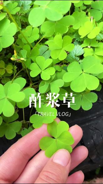 这种一捏就爆炸的植物,可惜很多人不认识,他就是大名鼎鼎的黄花酢浆草#酢浆草 #植物科普#内容启发搜索 #涨知识 #强烈推荐 @抖音小助手