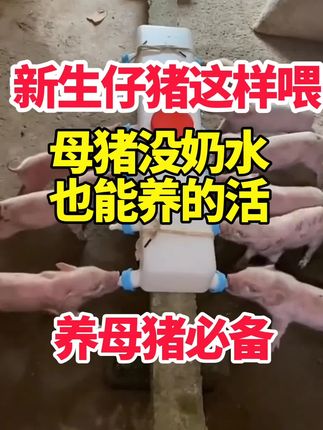 #所有养猪人 #养猪人加油干 #小猪奶粉