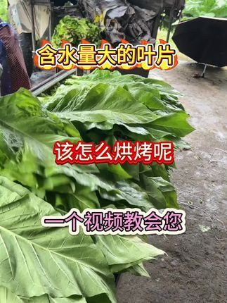 #烤烟#烟草#增产增收才是硬道理 #烤烟种植技术与管理 #烤房专用满炉金