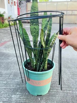 半圆铁艺花架#绿植固定器#家庭园艺 #花架#绿植支撑架