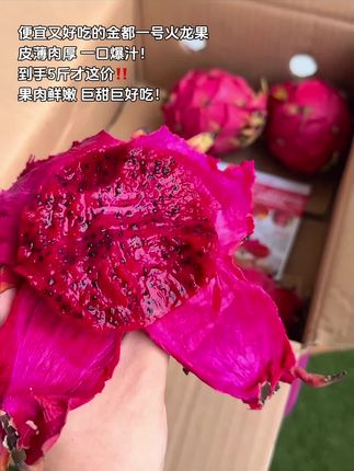 金都一号火龙果,便宜好吃到尖叫!薄皮一剥就开,咬开全是果肉,一口下去直接爆汁,满嘴都是清爽甜润!果肉嫩到能掐出“水”,甜度直接拉满,吃过的都夸“巨好吃”!关键是,到手5斤才这个价,性价比直接拉满,闭眼囤都不亏!#金都一号红心火龙果 #新鲜应季水果 #谁懂这一口的好吃程度 #好甜好甜 #超便宜超划算