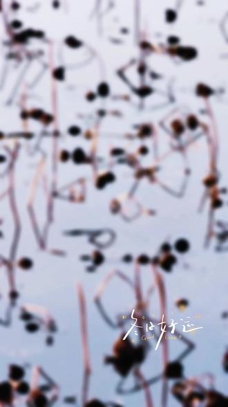 残荷禅意浓,倒影有诗情,天鹅水中戏,水墨自然成!