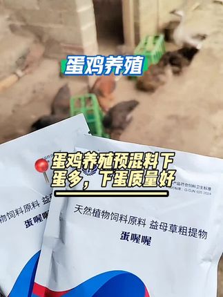 #蛋鸡养殖#蛋鸡养殖户#养殖鸡鸭鹅#养殖分享#三农养殖
