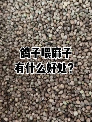 #麻子#鸽子麻子#鸽用麻子