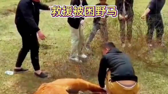 野马找人类救救被困同伴,众人齐心协力解救!万物有灵!
