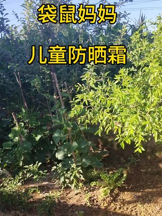 #袋鼠妈妈 #母婴好物推荐 #防晒霜推荐 #儿童防晒霜推荐 #夏季必备好物 @巨量千川 @抖音创作灵感 @抖音小助手
