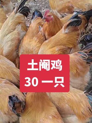 阉鸡