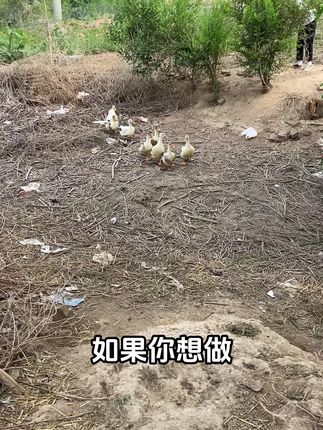 如果你想孵化小鸭子,那你一定要看看这款机器 #孵化器 #三农养殖 #养殖技术 #人工翻蛋