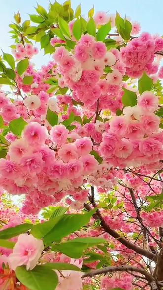 #樱花 #樱花树苗#樱花苗 6公分粗晚樱 带土球发货 春天开花 发京东物流 送货上门#庭院植物#晚樱