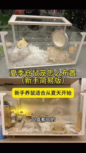 夏季仓鼠龙需要哪些用品?怎么布置?(新手版) 仓鼠夏季用品清单#东篱下仓鼠 #新手养鼠经验分享 #夏季养鼠
🌟笼子:至少60厘米长,喜欢造景的往大选,优先考虑亚克力,因为观赏性好不容易被咬穿,特别热的地区也可以用铁丝笼。
🌟跑轮:至少要24厘米长,26比较居中,28、30更舒适,买跑轮一定要看笼子宽度和高度。
🌟垫料:推荐玉米砂,植物纤维材质清新不易发臭,颗粒度小,适合鼠宝刨着玩,没毒没粉尘,很清爽,温差大的可以配点刨花放角落。
🌟水壶:想要省空间要挂壁的,125ml比较日常,经常四五天离家的推荐250ml。
🌟尿砂:矿砂比较好用,木薯砂颗粒太细影响呼吸,而且鼠鼠爱吃,二合一的不太适合当浴砂用。
🌟躲避屋:夏天要用陶瓷窝,特别热的地区,建议买那种顶上可以放冰袋的,尤其是用亚克力笼的更需要,空间大的可以再放一个木屋。
🌟浴砂:长毛熊的标配,但是不建议放在笼子里,因为仓鼠分不清楚尿砂跟浴砂,放进去只会让它两个都尿,可以拿一个小桶倒在旁边,需要让它洗澡了就放进桶里10分钟,浴砂的作用,主要是清理毛发上的油脂,让毛发变得蓬松,而不是真正的洗澡金丝熊会自己口水浴。
🌟鼠粮:选草本植物多的,食材种类丰富点的,零食少一些的,不要全都是小颗粒的,也不要全都是大颗粒的,因为没有谷物种子,就是变相的零食,就像人光吃菜不吃饭一样,不懂选的话可以参考一下我橱窗里的粮食,已经用了四年了,母鼠都可以养到180克到230左右,而且树生健康没有什么疾病,因为里面的草药成分比较多。
🌟需要的容器:饭碗,大小参考蘸料碟,可以稍微再大一点点,在网上选自己喜欢的款式就好,推荐陶瓷碗,其他材质的容易被打翻。厕所盆,18厘米左右的长度都可以,太小的砂子容易被刨出来。浴砂桶,尺寸可以参考儿童的沙滩桶。