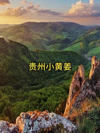 贵州小黄姜生姜高山老姜土姜月子姜小黄姜现发#贵州小黄姜 #高山老姜