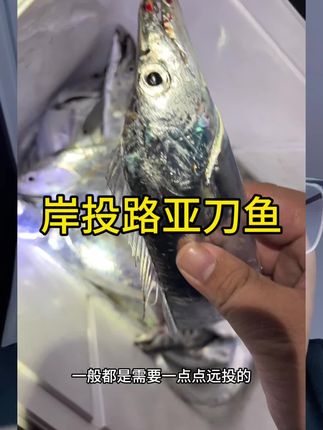 岸投路亚刀鱼#路亚带鱼