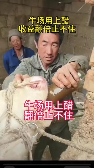 牛场用上醋赚钱止不住#养牛人的生活#养牛小偏方#养牛技术分享#母牛护理知识#养牛小妙招
