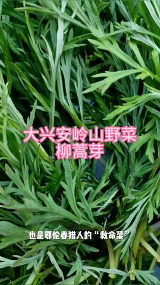 大兴安岭地区野生植物柳蒿芽。#野菜 #植物科普小知识 #创作者中心 #创作灵感