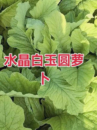 精选特级圆萝卜甜脆爽