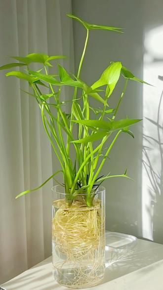 我的茨菇结了五个小茨菇,你的结了几个?#水培 #水培绿植 #水培茨菇 #真实生活分享计划 #植物生长过程