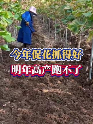 今年促花抓得好,明年高产跑不了#葡萄发芽#花芽分化#花芽分化素 #种植小技巧 #农业种植技术