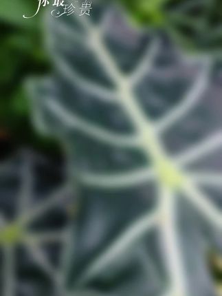 #花卉绿植 #爱生活爱养花 #上热搜 #好看的花一定要分享给你 #花的世界很美 大仙女竹芋盆栽