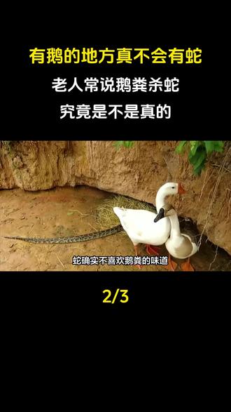 有鹅的地方真不会有蛇?老人常说鹅粪杀蛇,究竟是不是真的?#鹅#科普#科普一下#大国崛起#大国重器