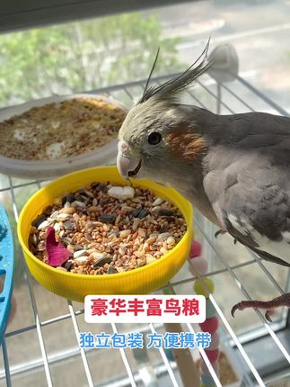 独立小包装,携带超方便#鸟粮#萌宠好物 #手养鹦鹉 #鸟用品 #好物推荐🔥