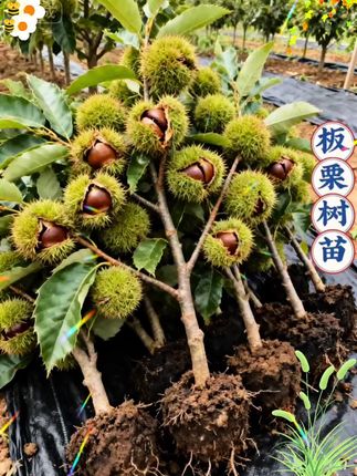 好多品种~快来选呀🥰 #果树种植 #板栗#种果树#板栗树苗#种果树