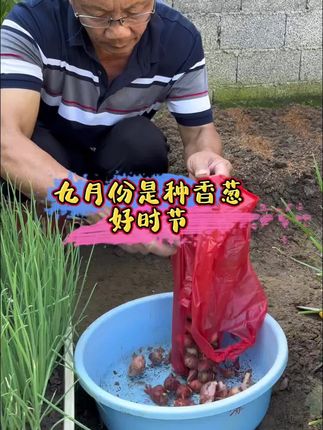 九月正是种葱好时节。#分享农业小知识 #种植小技巧 #香葱