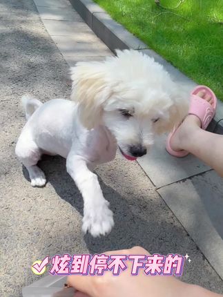 🐶:给小朋狗们介绍一款我天天都吃的小零食~#姜小迪宠物零食 #毛孩子的日常 #零食推荐