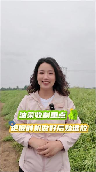 油菜收割重点:把握好收割时机,做好后熟堆放。#油菜 #油菜收割 #万德科技 #油菜种植技巧