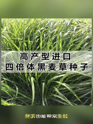 进口黑麦草种子,耐寒多年生四季种植牧草种子可以养殖牛、羊、驴、马、鸡、鸭、鹅、猪、兔、草鱼。专用牧场在旱地、盐碱地、风沙地、山坡地、#助力三农 #新农人计划 #特色农产品