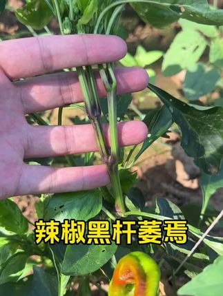 辣椒种植管理技术#辣椒种植 #辣椒高产