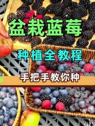 盆栽蓝莓种植全教程来了:盆栽蓝莓中苗换盆与丰产管理技术 一个视频教会大家,盆栽蓝莓中苗的养护方法,涵盖盆土配制、水肥管理、枝条修剪等关键环节,帮助大家将中苗培育成高产植株,实现每棵结果十几斤的小目标!#盆栽蓝莓 #蓝莓种植 #晒晒家乡的秋天 #抖音新农人 #丰收中国2025