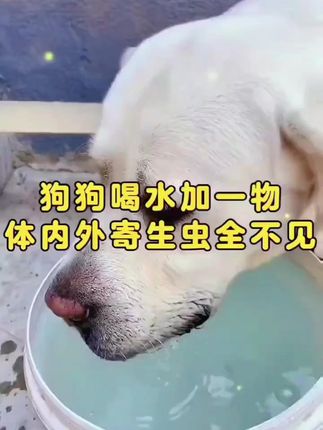 牧蓝天虫净宠物猫犬通用驱虫药蛔虫绦虫线虫虱子螨虫驱虫剂#狗狗驱虫