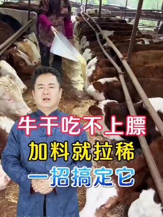 #养牛#养牛技术#科学养牛#养牛人#养殖