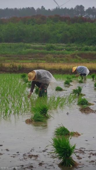 水稻拔节孕穗期 用什么能增产? #水稻种植 #种水稻 #水稻施肥 #水稻高产技术 #农业种植
